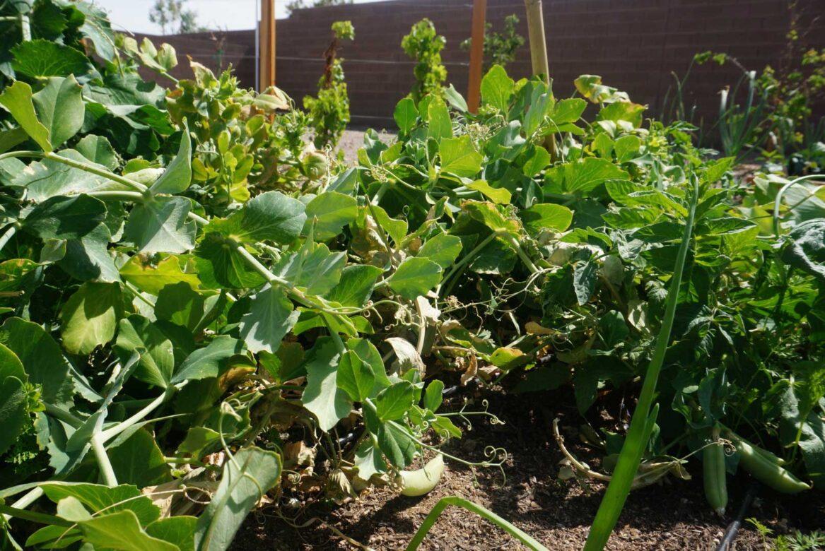 Pivot-Garden-20NEW-1167x780