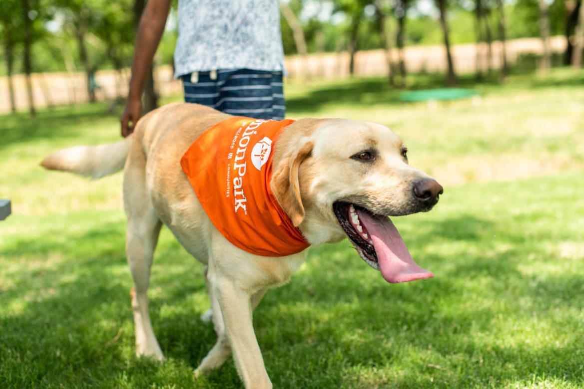 dog-park-dog-1169x780