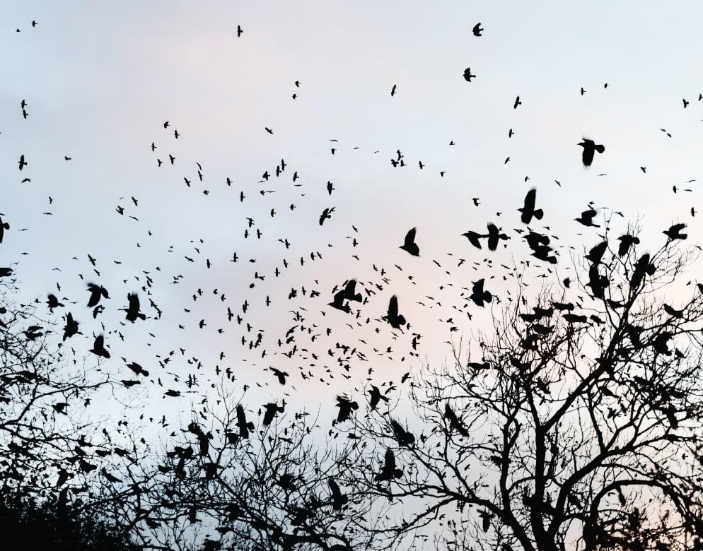 Arobrstone_Bothell_University_of_Washington_Crows_Tri_Pointe_Homes