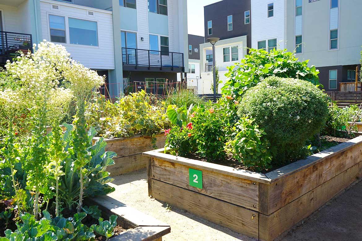 Community garden