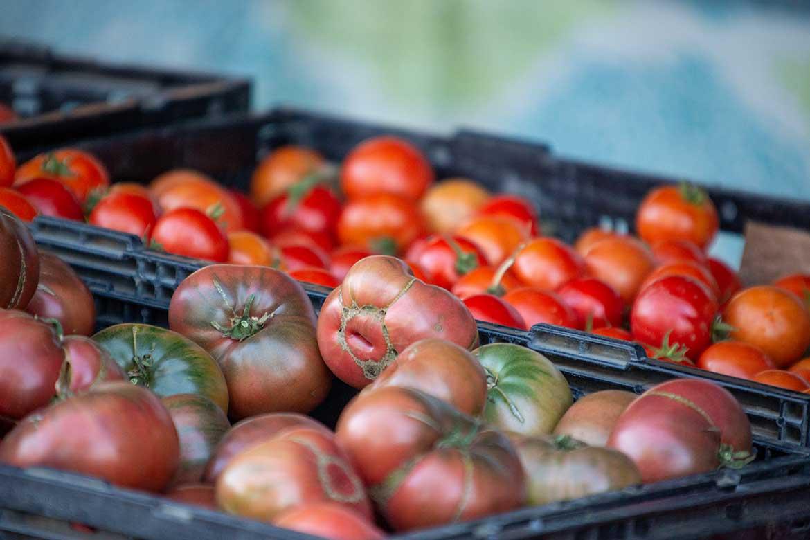 HollisterBlog_Tomatoes_1170x780