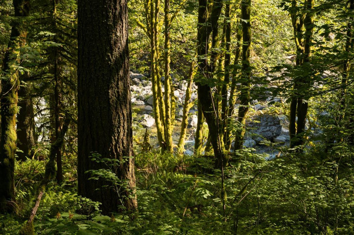 North Bend Forest