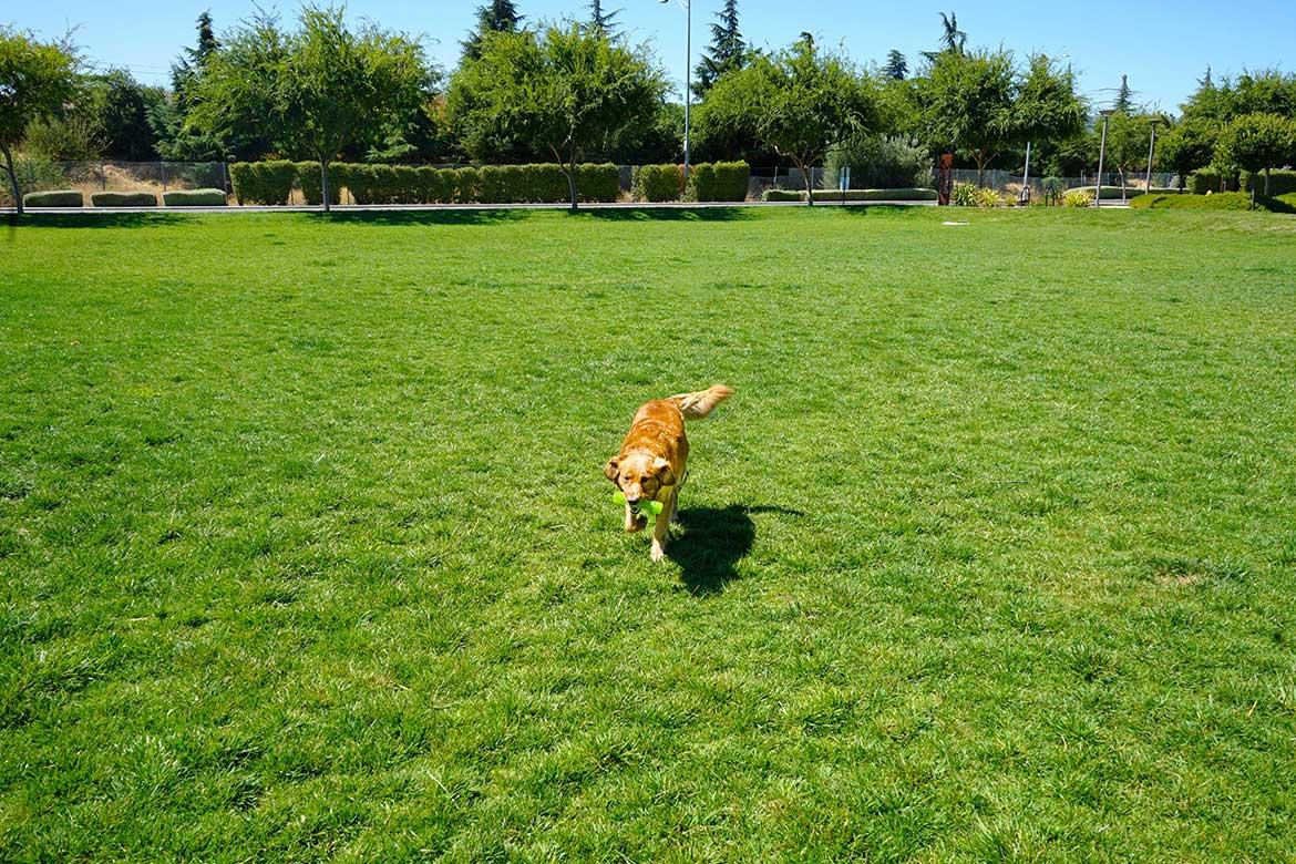 Dog playing fetch